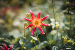 Plants CPG Summer 2019 5652 Uai 258X172